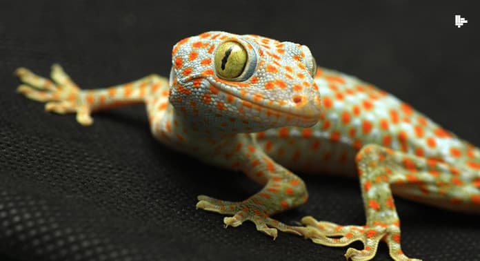 gecko-kertenkelesi
